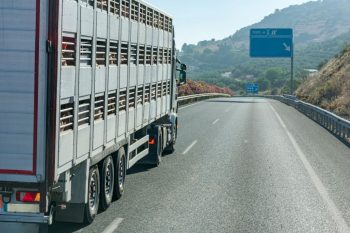 Livestock Management and Export