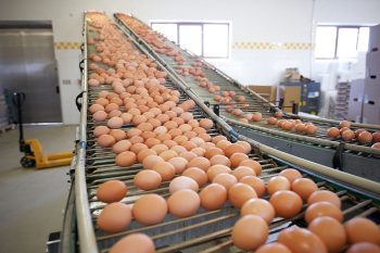 Agricultural Product Processing and Export